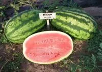 Арбуз ЛЕДИ F1 1000 с. Nunhems