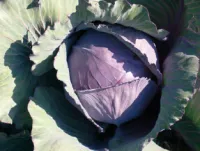 Капуста краснокочанная РЕД ДЖЕВЕЛ F1 (2500 семян) Sakata